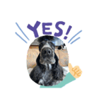 English Cocker spaniel  しぃ（個別スタンプ：8）