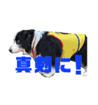 ボーダーコリー DORAMU II（個別スタンプ：1）