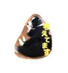 ボーダーコリー DORAMU II（個別スタンプ：6）