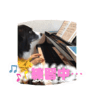 ボーダーコリー DORAMU II（個別スタンプ：7）