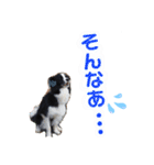 ボーダーコリー DORAMU II（個別スタンプ：20）