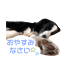 ボーダーコリー DORAMU II（個別スタンプ：22）