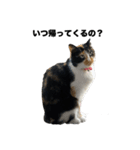 保護猫スタンプ（ココア・アイル・サクラ）（個別スタンプ：1）