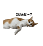 保護猫スタンプ（ココア・アイル・サクラ）（個別スタンプ：2）