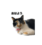 保護猫スタンプ（ココア・アイル・サクラ）（個別スタンプ：4）
