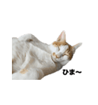 保護猫スタンプ（ココア・アイル・サクラ）（個別スタンプ：5）