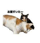 保護猫スタンプ（ココア・アイル・サクラ）（個別スタンプ：8）