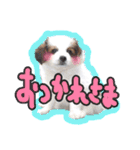 パピヨン（犬）（個別スタンプ：5）