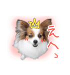 パピヨン（犬）（個別スタンプ：12）