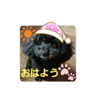 わんこの響輝くん（個別スタンプ：1）
