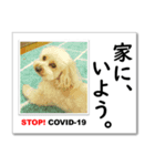 STOP！新型コロナ☆愛犬ラッキーとともに！（個別スタンプ：1）