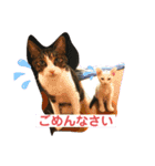 あさひなこはく（個別スタンプ：5）