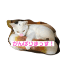 あさひなこはく（個別スタンプ：6）