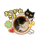 あさひなこはく（個別スタンプ：9）