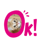 あさひなこはく（個別スタンプ：12）