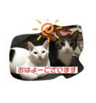 あさひなこはく（個別スタンプ：16）