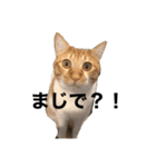 どーも金太郎です（個別スタンプ：2）