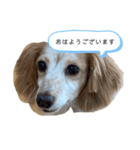 ミミの日常さ（個別スタンプ：3）