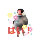 桜文鳥おぶん②（個別スタンプ：1）