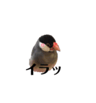 桜文鳥おぶん②（個別スタンプ：3）