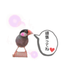 桜文鳥おぶん②（個別スタンプ：6）