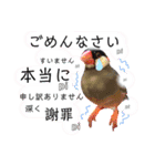 桜文鳥おぶん②（個別スタンプ：8）
