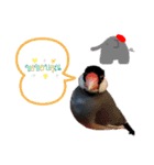 桜文鳥おぶん②（個別スタンプ：12）