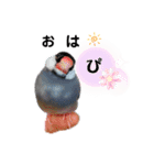 桜文鳥おぶん②（個別スタンプ：16）