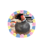 桜文鳥おぶん②（個別スタンプ：19）
