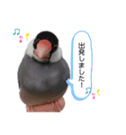 桜文鳥おぶん②（個別スタンプ：23）