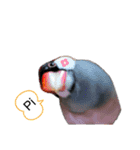 桜文鳥おぶん②（個別スタンプ：24）