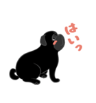 パグバラエティセット(黒ver)（個別スタンプ：1）