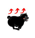 パグバラエティセット(黒ver)（個別スタンプ：5）