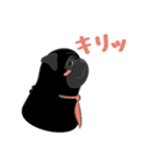 パグバラエティセット(黒ver)（個別スタンプ：33）