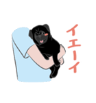 パグバラエティセット(黒ver)（個別スタンプ：38）