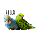 my little bird s14785236963258741s s（個別スタンプ：1）