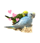 my little bird s14785236963258741s s（個別スタンプ：7）