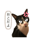 ようたの日常ステッカー（個別スタンプ：7）