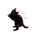 うちの黒さん（個別スタンプ：1）