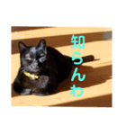 うちの黒さん（個別スタンプ：5）