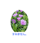 春の花 丁寧言葉（個別スタンプ：6）