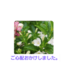 春の花 丁寧言葉（個別スタンプ：9）
