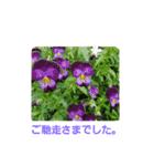 春の花 丁寧言葉（個別スタンプ：12）