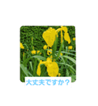 春の花 丁寧言葉（個別スタンプ：13）