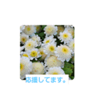 春の花 丁寧言葉（個別スタンプ：14）