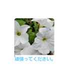 春の花 丁寧言葉（個別スタンプ：15）