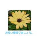 春の花 丁寧言葉（個別スタンプ：16）