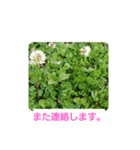 春の花 丁寧言葉（個別スタンプ：25）