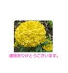 春の花 丁寧言葉（個別スタンプ：26）