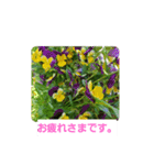 春の花 丁寧言葉（個別スタンプ：27）